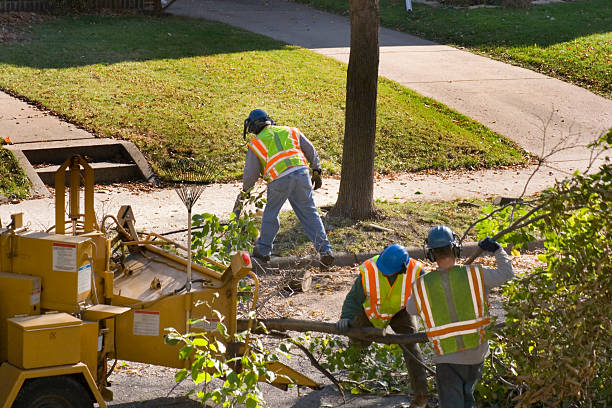 How Our Tree Care Process Works  in Laupahoehoe, HI